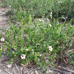 Pavonia hastata (Spearleaf Swampmallow) at Chisholm, ACT - 28 Mar 2020 by Roman