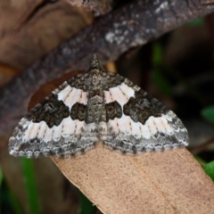 Chrysolarentia gypsomela (Gypsum Carpet) at Red Hill Nature Reserve - 8 Apr 2020 by Willcath80