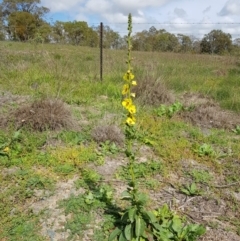 Verbascum virgatum (Green Mullein) at Chisholm, ACT - 28 Mar 2020 by Roman