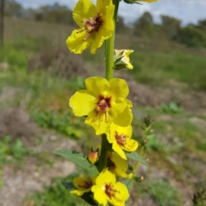 Verbascum virgatum at Chisholm, ACT - 28 Mar 2020