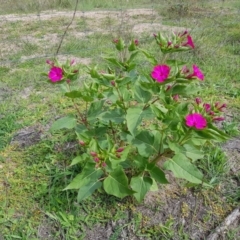 Mirabilis jalapa (Four O'clock Plant or Marvel of Peru) at Chisholm, ACT - 28 Mar 2020 by RomanSoroka