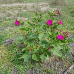 Mirabilis jalapa (Four O'clock Plant or Marvel of Peru) at Melrose - 28 Mar 2020 by Roman