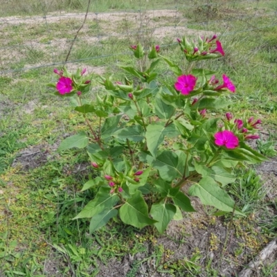 Mirabilis jalapa (Four O'clock Plant or Marvel of Peru) at Chisholm, ACT - 28 Mar 2020 by Roman