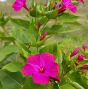 Mirabilis jalapa at Chisholm, ACT - 28 Mar 2020