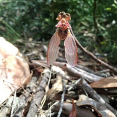 Cicadidae (family) (Unidentified cicada) at Lower Boro, NSW - 27 Nov 2016 by mcleana