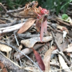 Cicadidae (family) at Lower Boro, NSW - 27 Nov 2016