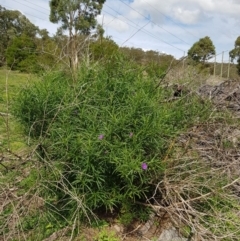 Solanum linearifolium (Kangaroo Apple) at Gilmore, ACT - 29 Mar 2020 by RomanSoroka