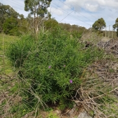 Solanum linearifolium (Kangaroo Apple) at Gilmore, ACT - 29 Mar 2020 by Roman