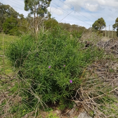 Solanum linearifolium (Kangaroo Apple) at Hume Paddocks - 29 Mar 2020 by Roman