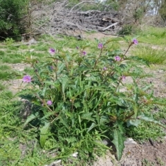 Solanum cinereum (Narrawa Burr) at Gilmore, ACT - 29 Mar 2020 by Roman