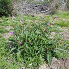 Solanum cinereum (Narrawa Burr) at Hume Paddocks - 29 Mar 2020 by Roman