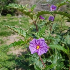 Solanum cinereum at Gilmore, ACT - 29 Mar 2020