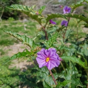 Solanum cinereum at Gilmore, ACT - 29 Mar 2020