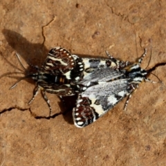 Apina callisto (Pasture Day Moth) at Red Hill Nature Reserve - 9 Apr 2020 by Willcath80