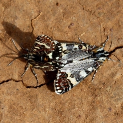 Apina callisto (Pasture Day Moth) at Red Hill Nature Reserve - 9 Apr 2020 by Willcath80