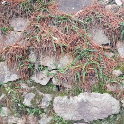 Asplenium flabellifolium (Necklace Fern) at Chisholm, ACT - 5 Apr 2020 by RomanSoroka