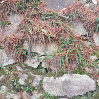 Asplenium flabellifolium (Necklace Fern) at Chisholm, ACT - 5 Apr 2020 by Roman