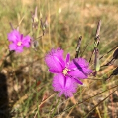 Thysanotus tuberosus subsp. tuberosus (Common Fringe-lily) at Lower Boro, NSW - 28 Nov 2016 by mcleana