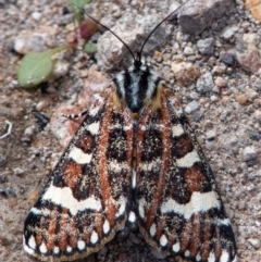 Apina callisto (Pasture Day Moth) at Gilmore, ACT - 5 Apr 2020 by RomanSoroka