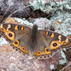 Junonia villida (Meadow Argus) at Gilmore, ACT - 8 Apr 2020 by RomanSoroka