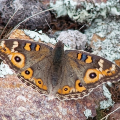 Junonia villida (Meadow Argus) at Gilmore, ACT - 8 Apr 2020 by RomanSoroka