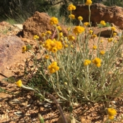 Chrysocephalum apiculatum (Common Everlasting) at Boro, NSW - 28 Nov 2016 by mcleana