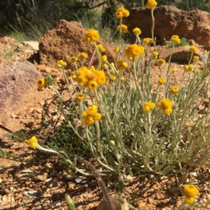 Chrysocephalum apiculatum at Boro, NSW - 28 Nov 2016 04:06 PM