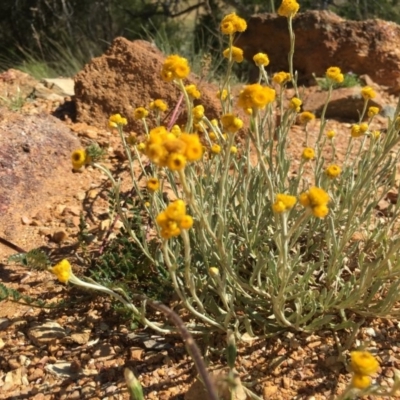 Chrysocephalum apiculatum (Common Everlasting) at Boro, NSW - 28 Nov 2016 by mcleana