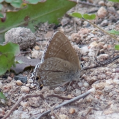 Jalmenus icilius (Amethyst Hairstreak) at Gilmore, ACT - 8 Apr 2020 by RomanSoroka