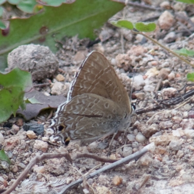 Jalmenus icilius (Amethyst Hairstreak) at Gilmore, ACT - 8 Apr 2020 by RomanSoroka