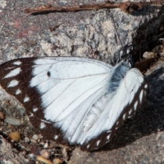 Belenois java (Caper White) at Chisholm, ACT - 9 Apr 2020 by Roman