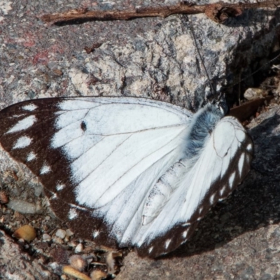 Belenois java (Caper White) at Chisholm, ACT - 9 Apr 2020 by RomanSoroka