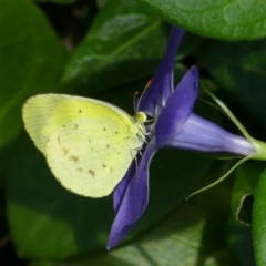 Eurema smilax (Small Grass-yellow) at Chisholm, ACT - 9 Apr 2020 by RomanSoroka