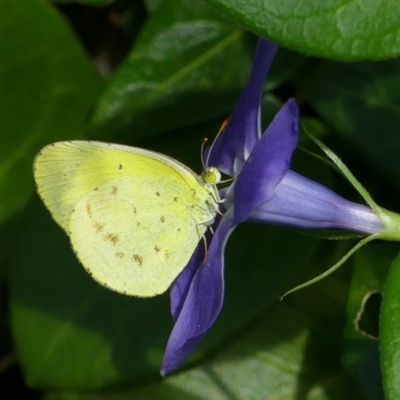 Eurema smilax (Small Grass-yellow) at Chisholm, ACT - 9 Apr 2020 by RomanSoroka