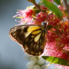 Belenois java (Caper White) at Chisholm, ACT - 9 Apr 2020 by RomanSoroka