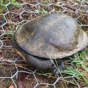 Chelodina longicollis at Lower Boro, NSW - 14 Mar 2017 06:13 PM