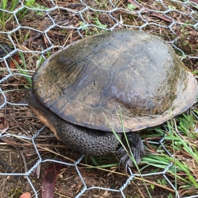 Chelodina longicollis (Eastern Long-necked Turtle) at Lower Boro, NSW - 14 Mar 2017 by mcleana