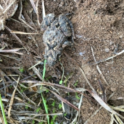 Crinia sp. (genus) (A froglet) at Lower Boro, NSW - 28 Apr 2017 by mcleana