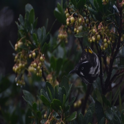 Phylidonyris novaehollandiae (New Holland Honeyeater) at Lower Boro, NSW - 10 Apr 2020 by mcleana