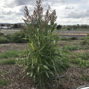 Sorghum bicolor at Palmerston, ACT - 7 Apr 2020