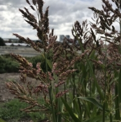 Sorghum bicolor at Palmerston, ACT - 7 Apr 2020