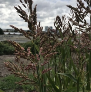 Sorghum bicolor at Palmerston, ACT - 7 Apr 2020