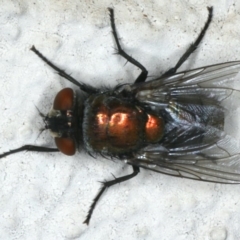 Lucilia sp. (genus) (A blowfly) at Ainslie, ACT - 3 Apr 2020 by jb2602