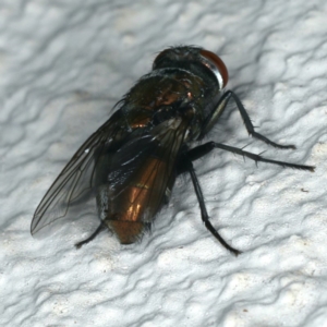 Lucilia sp. (genus) at Ainslie, ACT - 3 Apr 2020