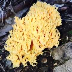 Ramaria sp. (A Coral fungus) at ANBG South Annex - 9 Apr 2020 by RWPurdie