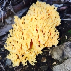 Ramaria sp. (genus) (A Coral fungus) at Acton, ACT - 9 Apr 2020 by RWPurdie