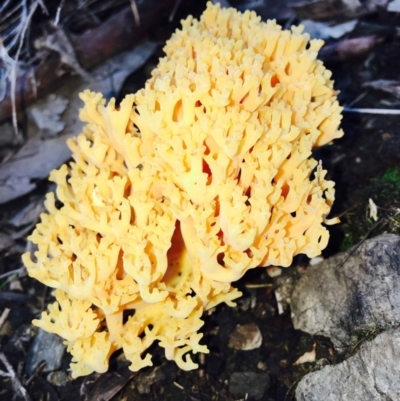 Ramaria sp. (genus) (A Coral fungus) at Acton, ACT - 9 Apr 2020 by RWPurdie