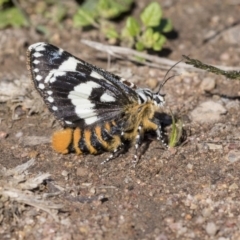 Apina callisto (Pasture Day Moth) at Hawker, ACT - 7 Apr 2020 by AlisonMilton