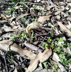 Diplodium truncatum (Little Dumpies, Brittle Greenhood) at Wingecarribee Local Government Area - 10 Apr 2020 by @Joadja