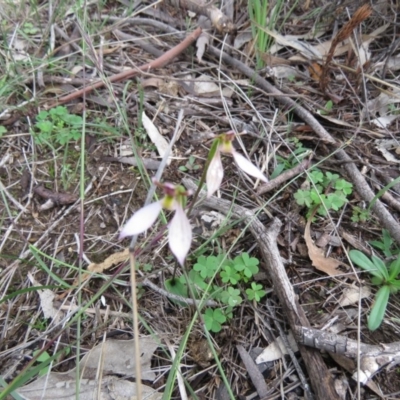 Eriochilus cucullatus (Parson's Bands) at Kambah, ACT - 10 Apr 2020 by SandraH